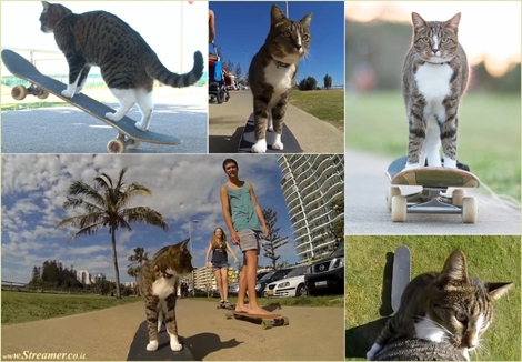 didga the cool cat skateboarding coolangatta החתול הכי קול רוכב על סקייטבורד באוסטרליה